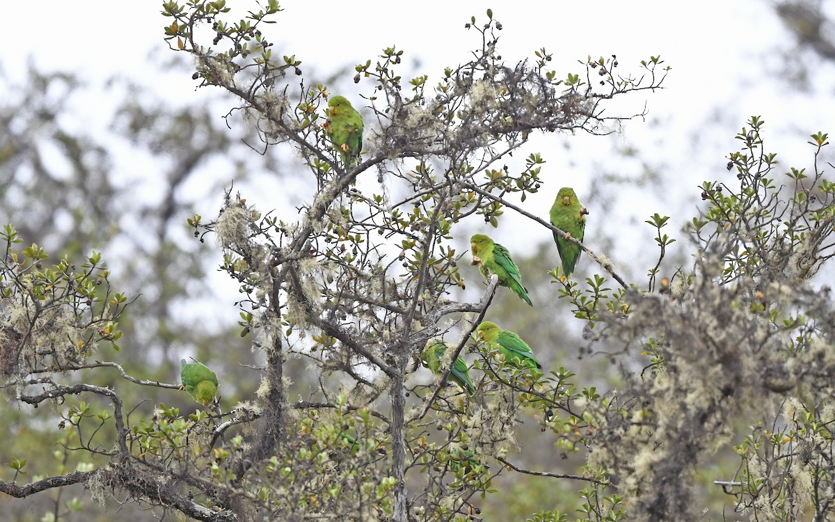 Andean Parakeet - Christoph Moning