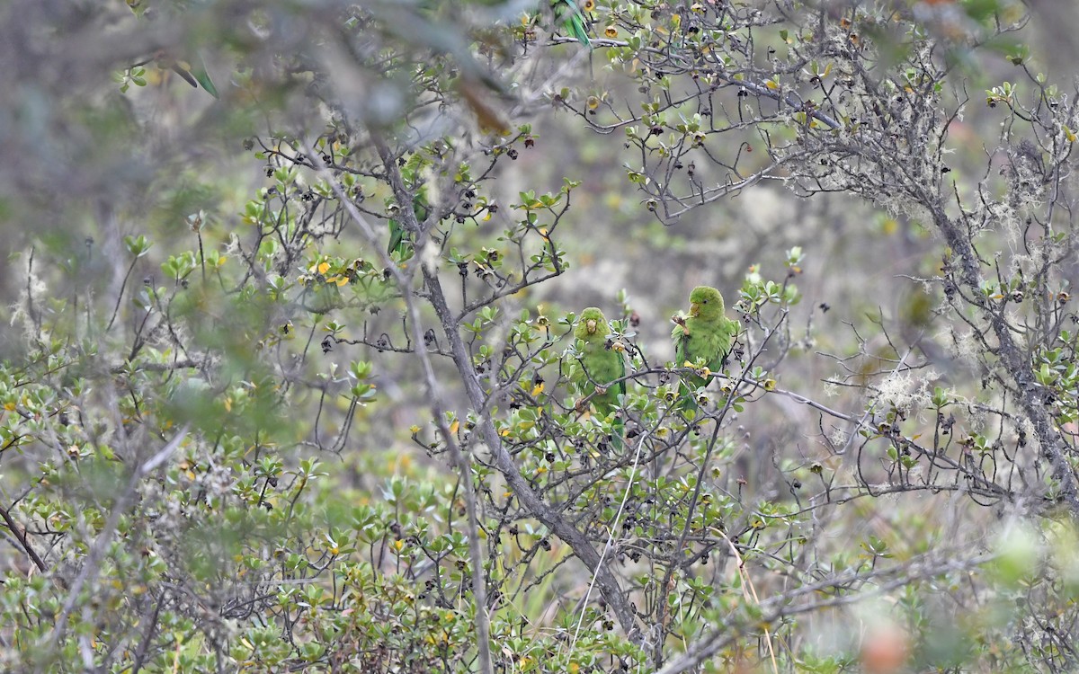 Andean Parakeet - ML611755496