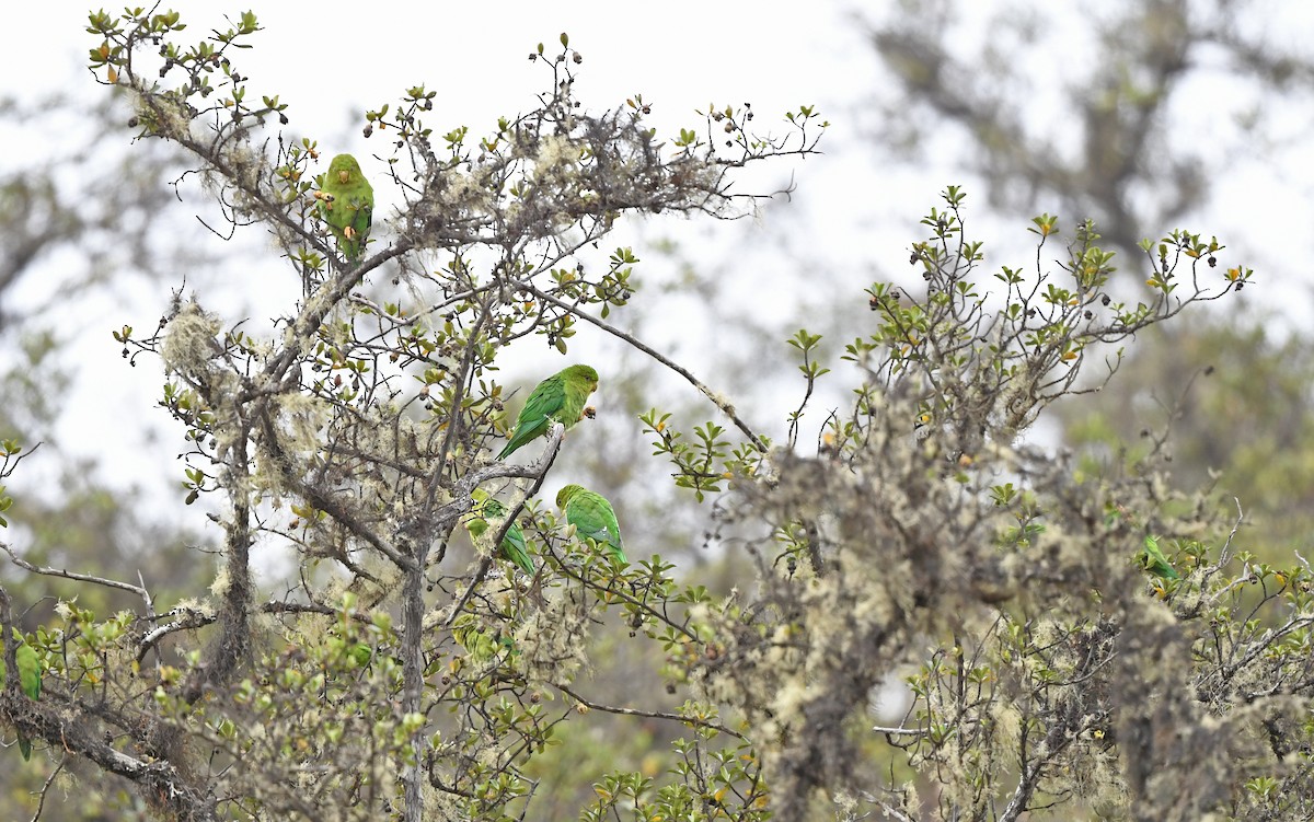 Andean Parakeet - ML611755498