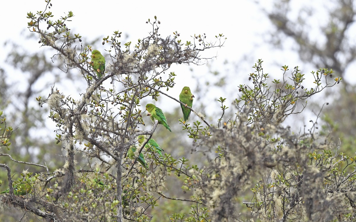 Andean Parakeet - Christoph Moning