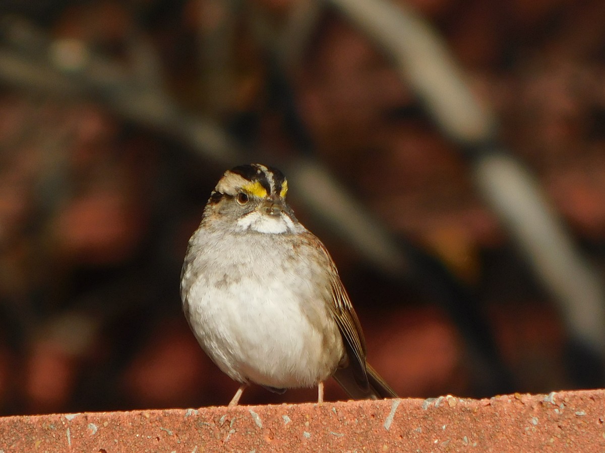 White-throated Sparrow - ML611755504