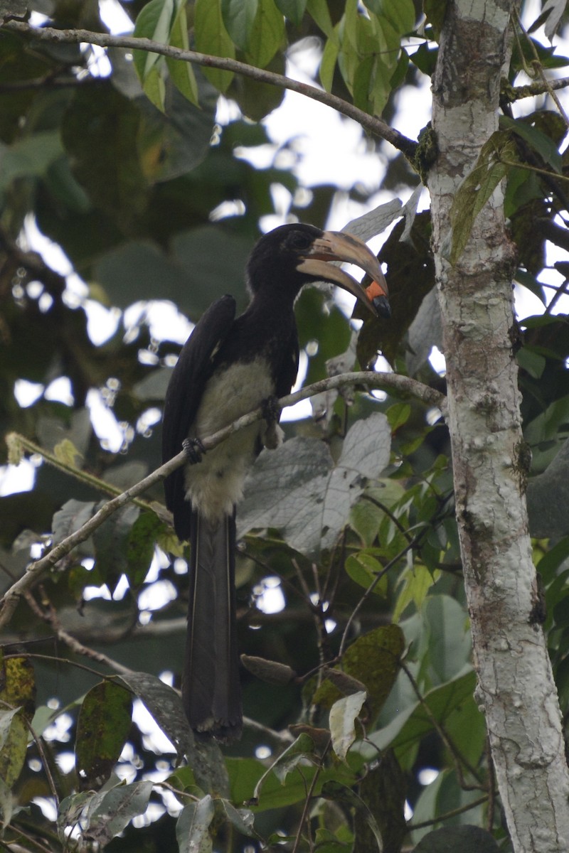 Congo Pied Hornbill - Colin Jensen