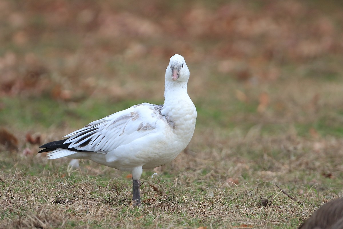 Ross's Goose - Dustin Welch