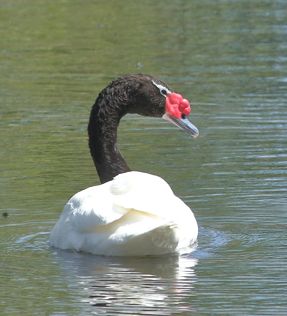 Black-necked Swan - ML611755612