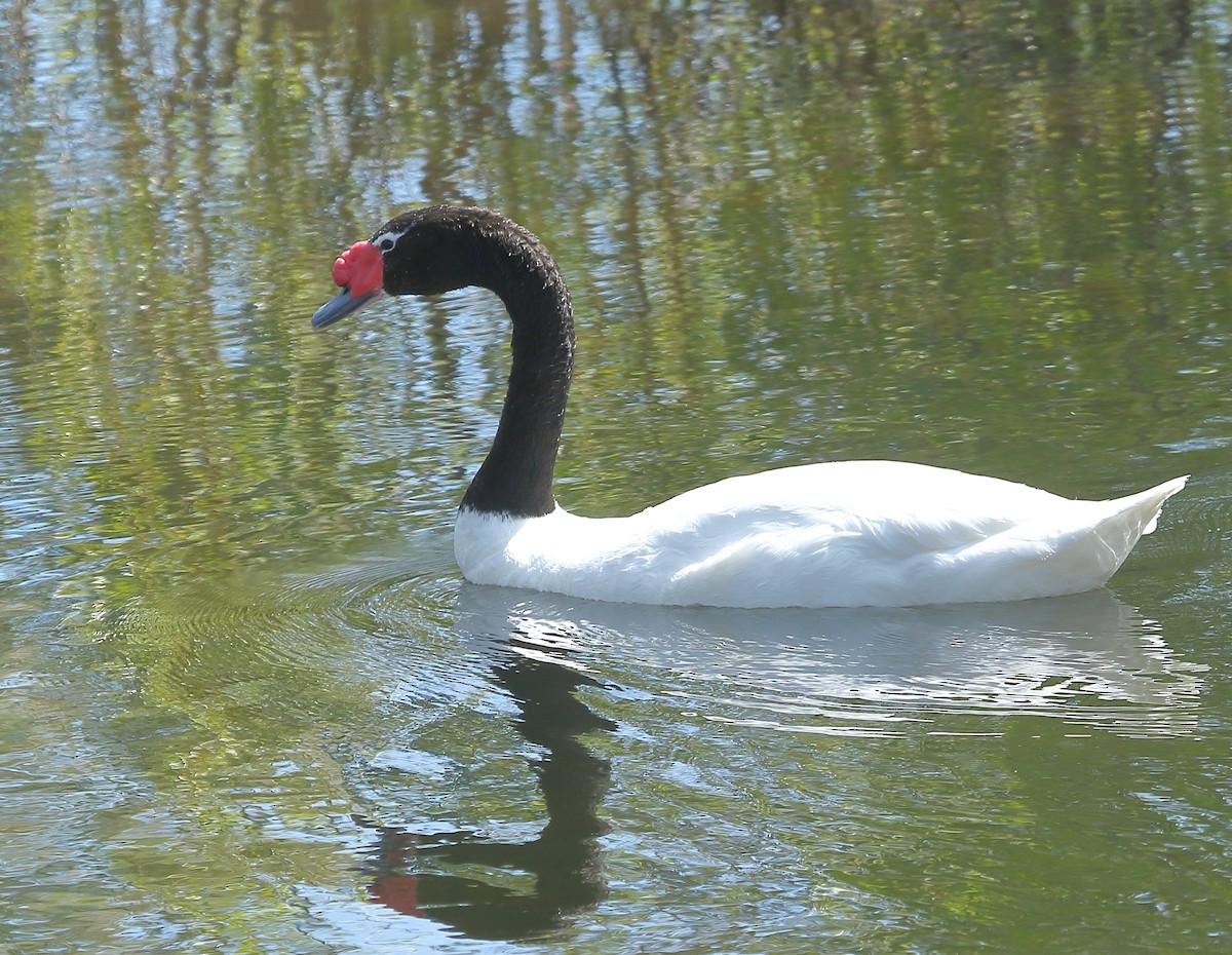 Black-necked Swan - ML611755633