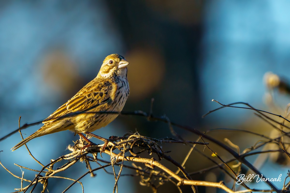 Lark Bunting - William Vancak