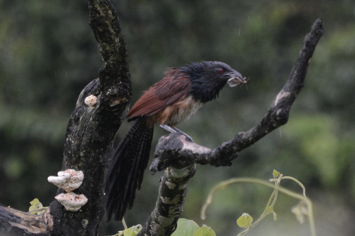 Black-throated Coucal - Colin Jensen
