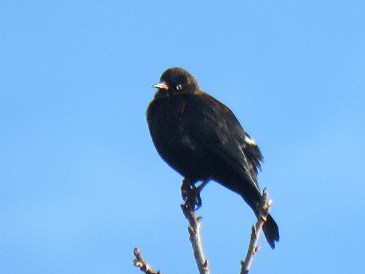 Rusty Blackbird - ML611755768