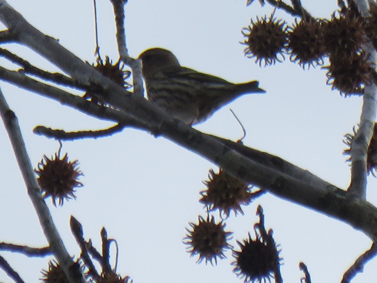 Pine Siskin - ML611755777