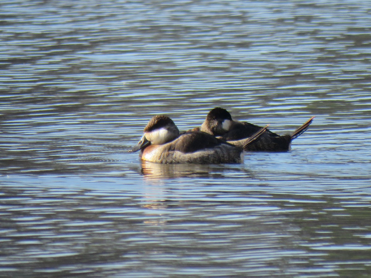 Ruddy Duck - ML611755778