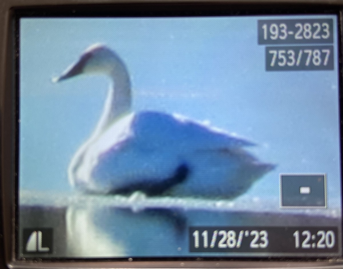 Trumpeter Swan - ML611755795