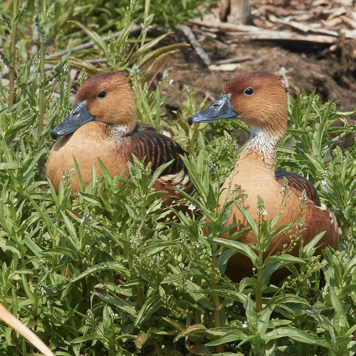 Fulvous Whistling-Duck - ML611755822