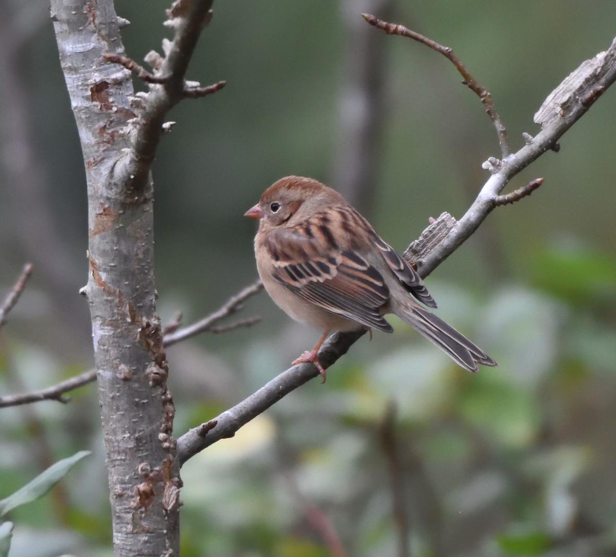 Field Sparrow - ML611755882