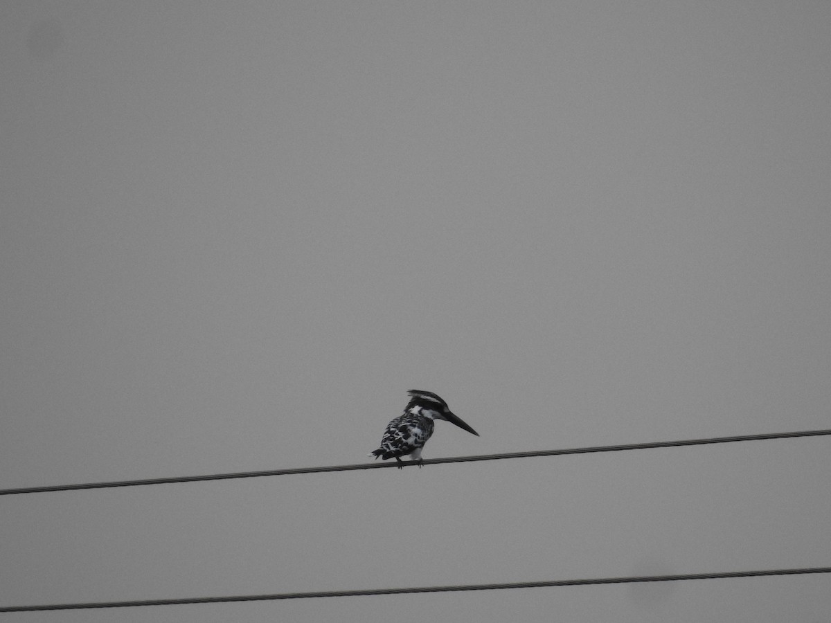 Pied Kingfisher - ML611755892