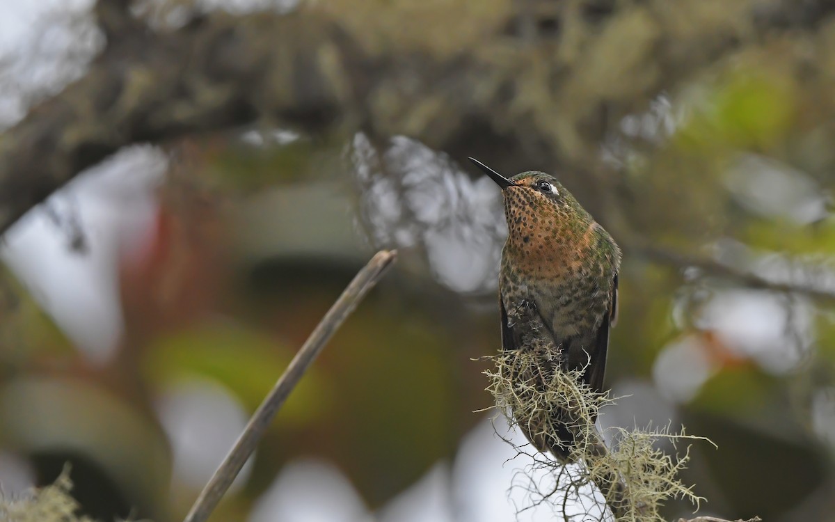 kolibřík dřišťálový (ssp. smaragdinicollis) - ML611755990