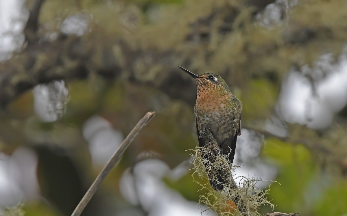 Tyrian Metaltail (smaragdinicollis) - ML611755991