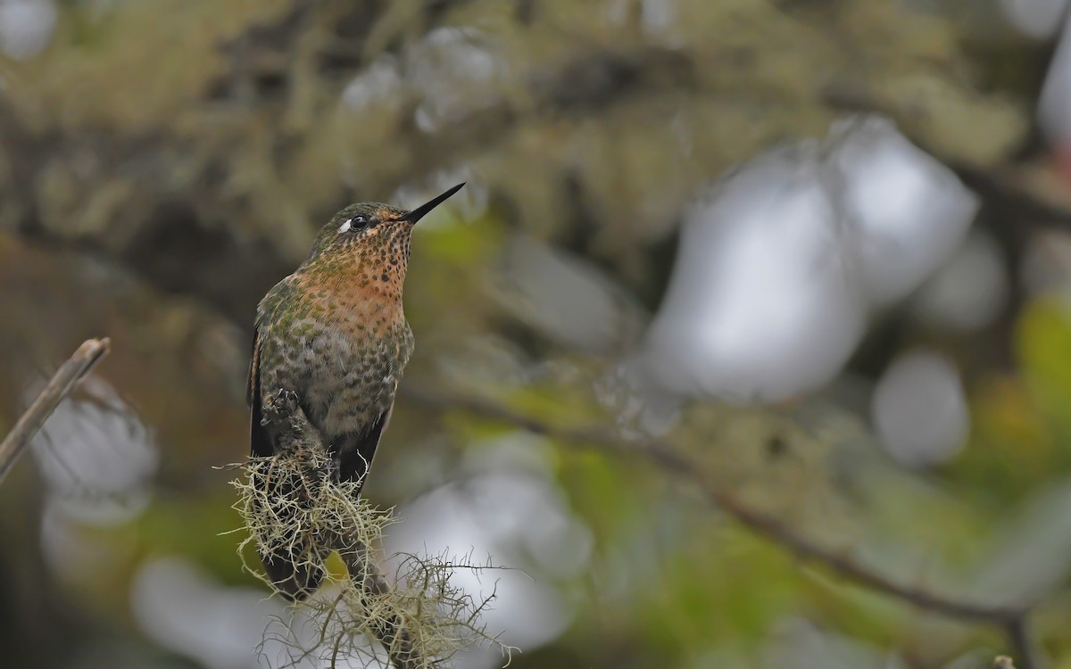 Tyrian Metaltail (smaragdinicollis) - Christoph Moning