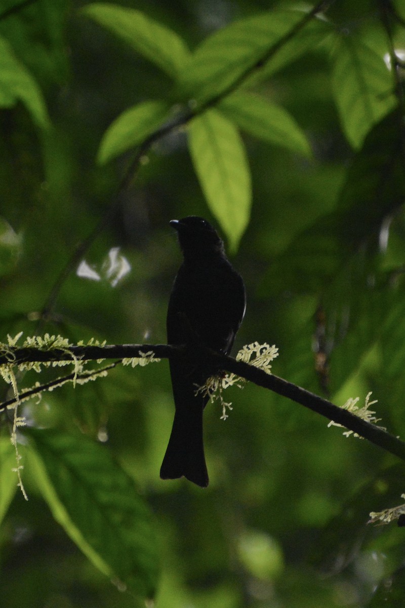 Shining Drongo - ML611756005