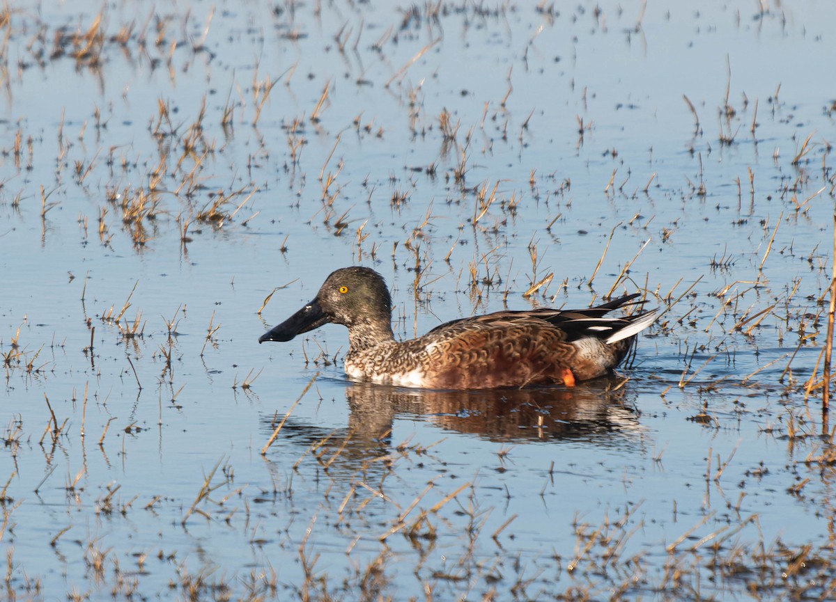 Northern Shoveler - ML611756076