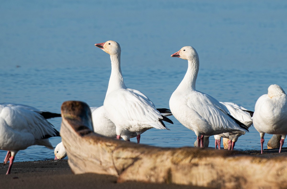 Snow Goose - ML611756085