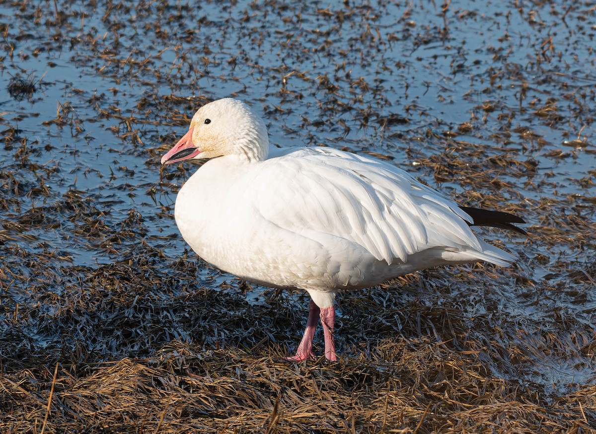 Snow Goose - Stephen  Novosad