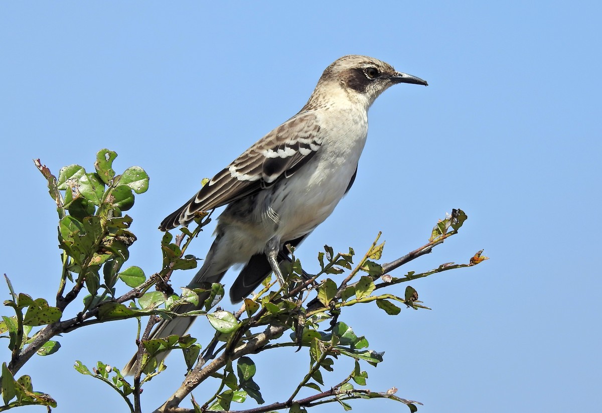 Galapagos Mockingbird - ML611756105