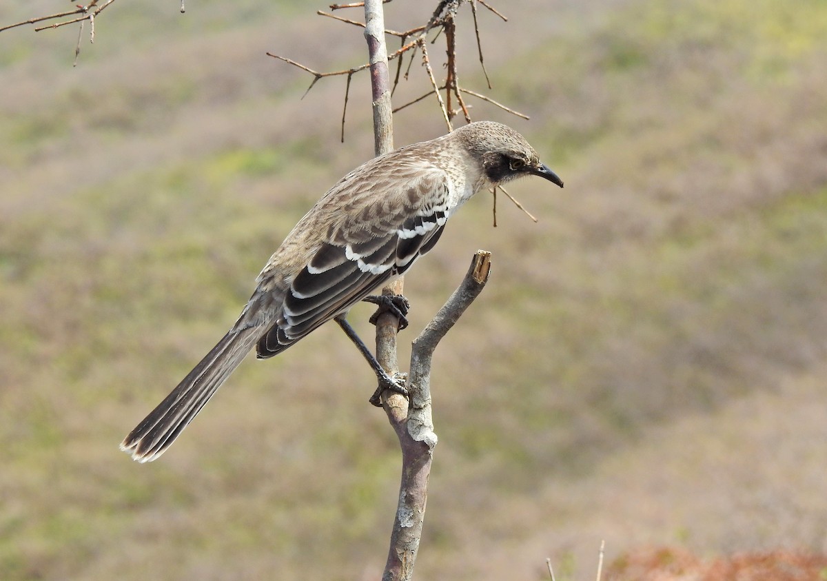 Galapagos Mockingbird - ML611756107