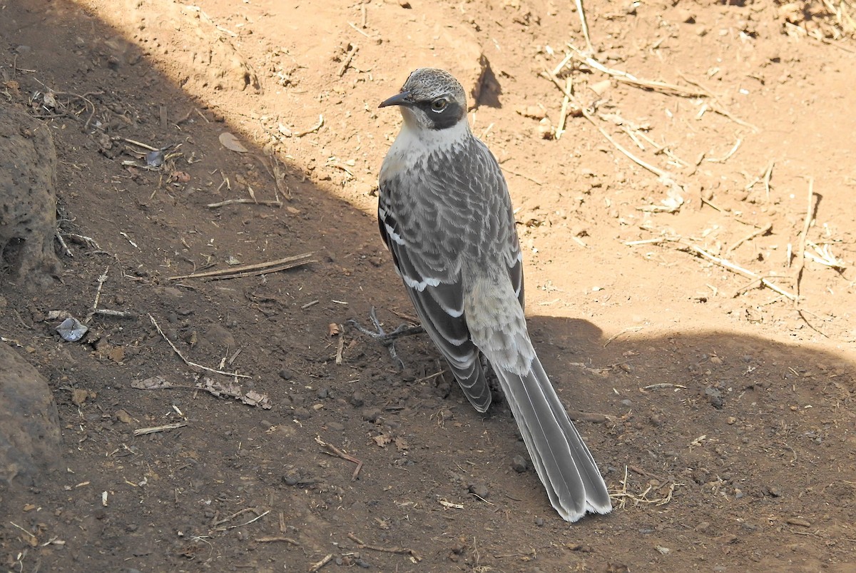 Galapagos Mockingbird - ML611756110