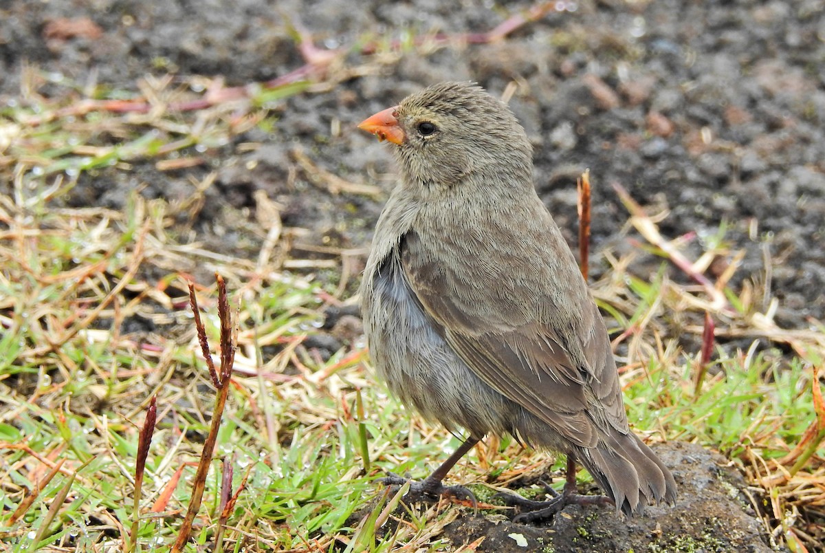 Medium Ground-Finch - ML611756117