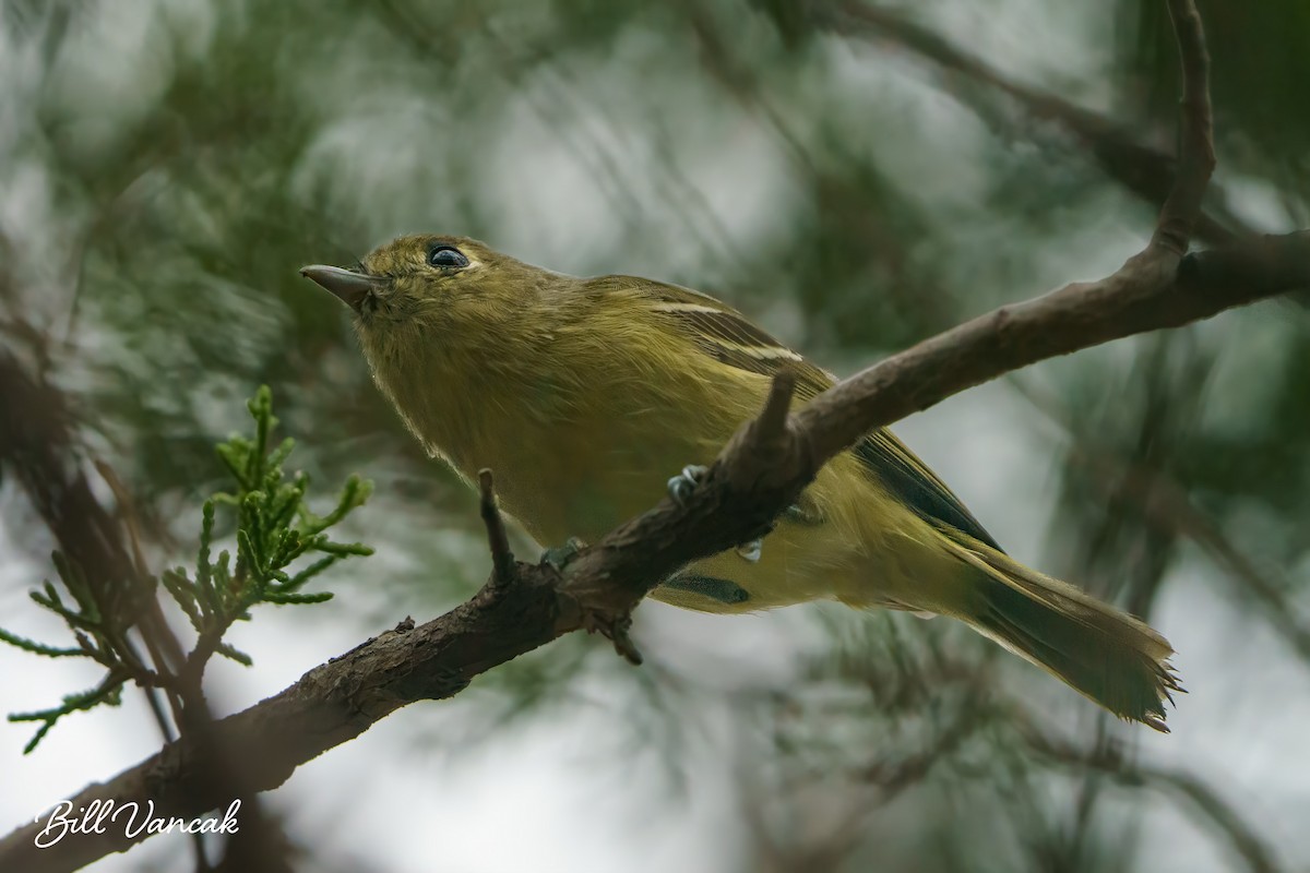 Hutton's Vireo - ML611756133