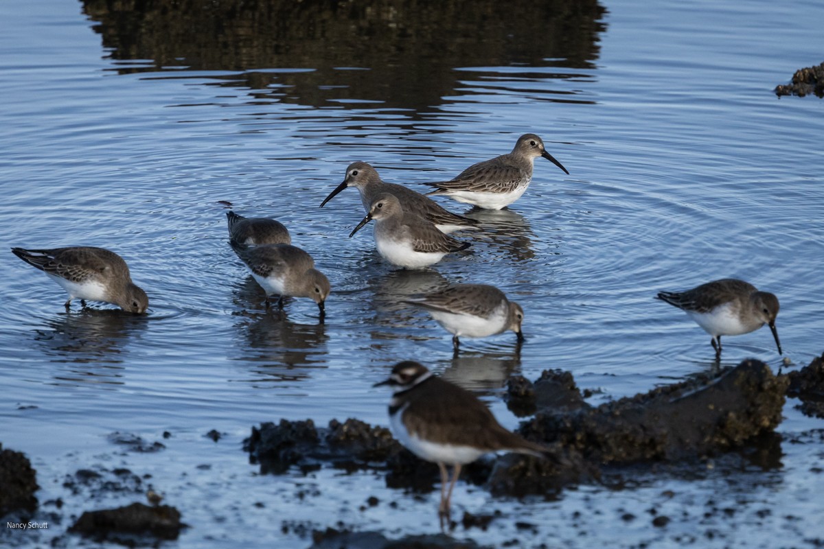 Dunlin - Nancy Schutt