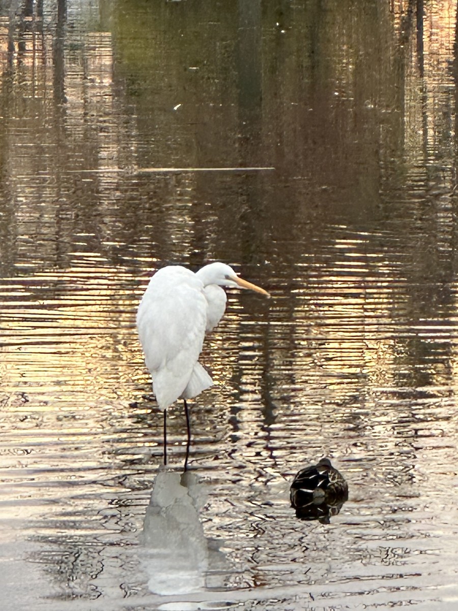 Great Egret - ML611756202