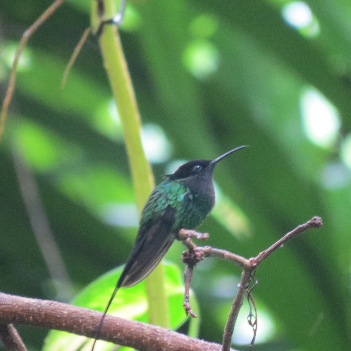 Black-billed Streamertail - ML611756303