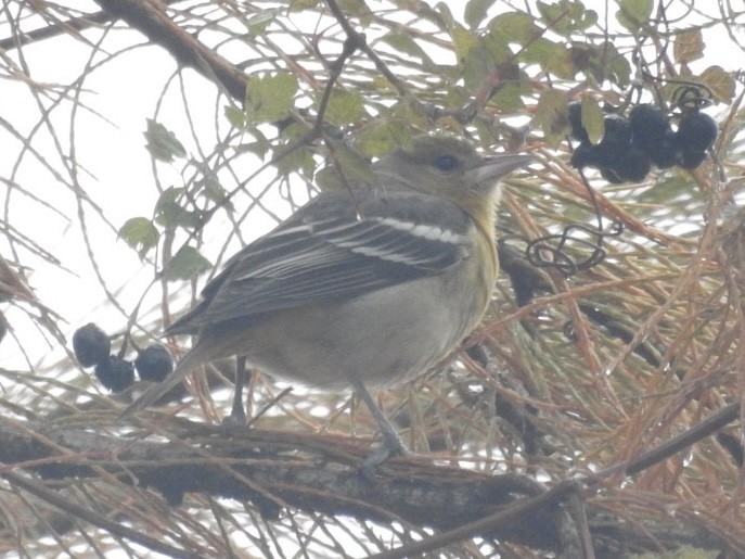 Oriole de Baltimore - ML611756306