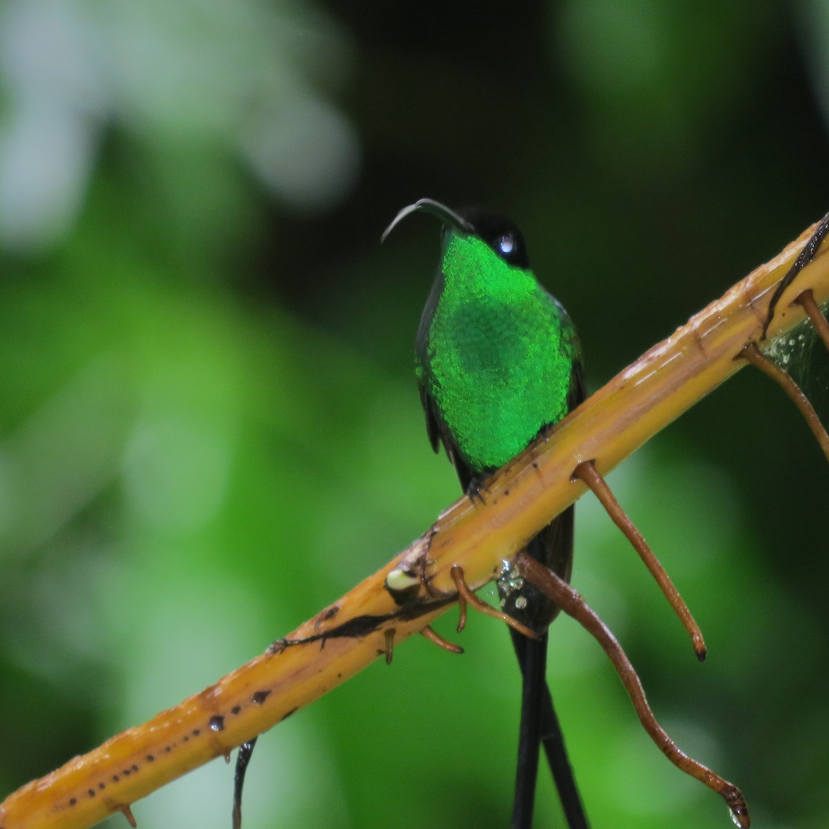 Black-billed Streamertail - ML611756312