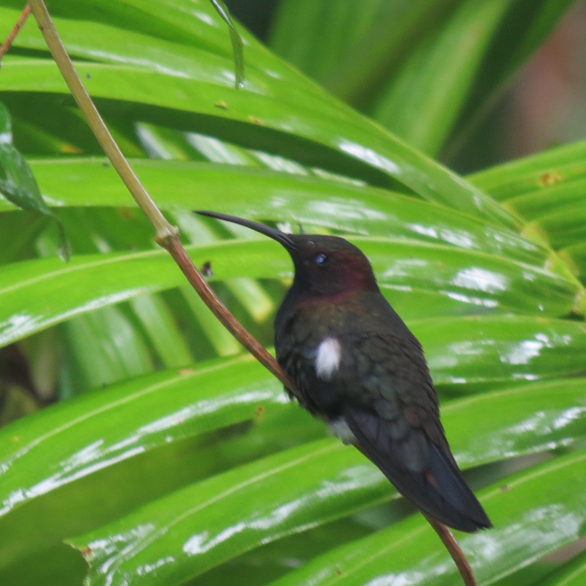 kolibřík jamajský - ML611756317