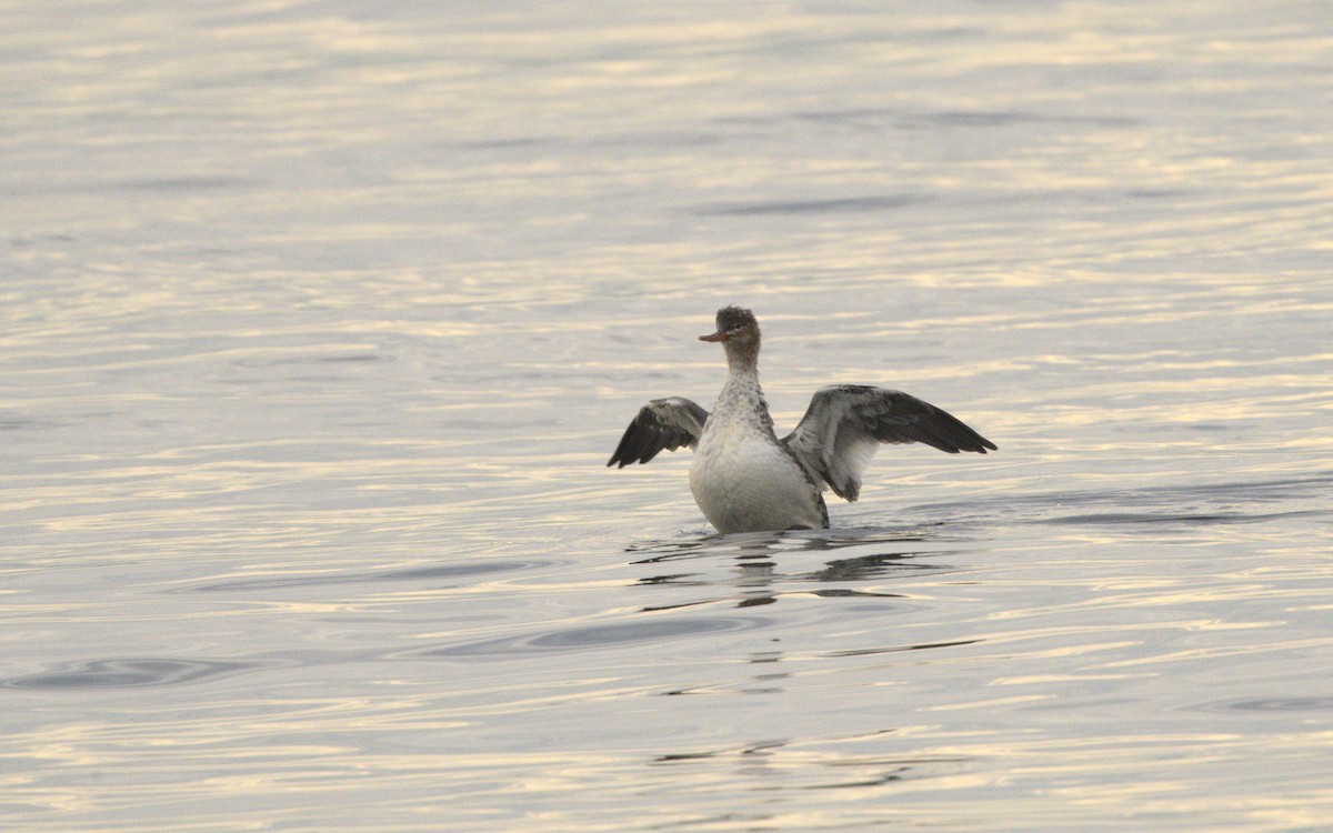 Red-breasted Merganser - ML611756353