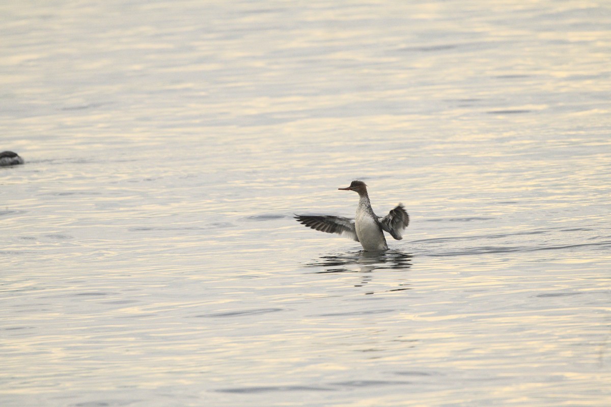 Red-breasted Merganser - ML611756355