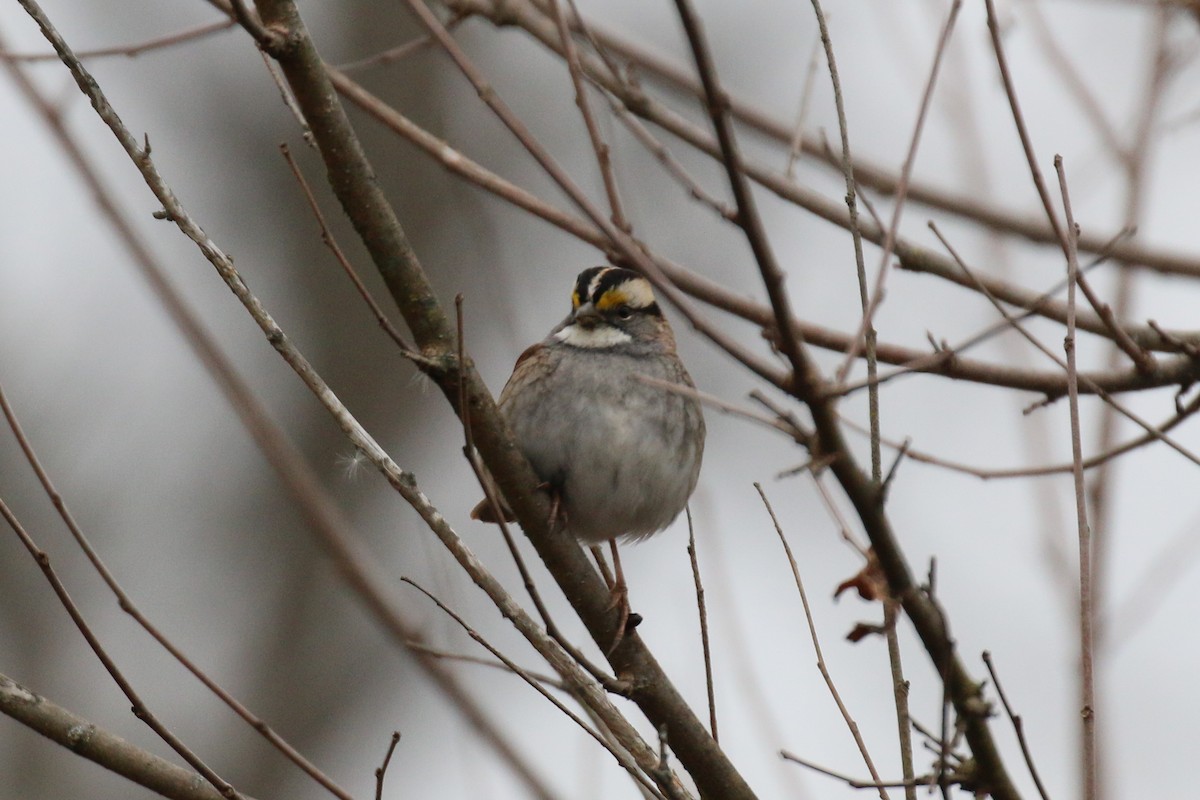 White-throated Sparrow - ML611756412