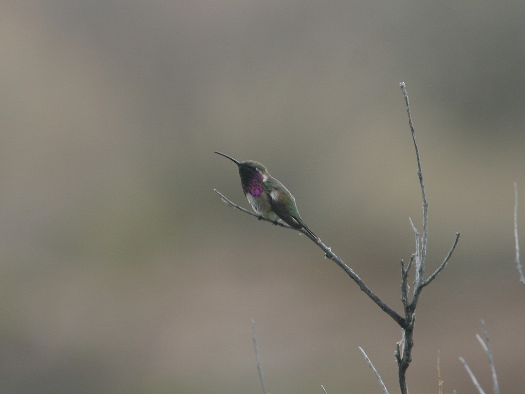 Lucifer Hummingbird - James Flynn