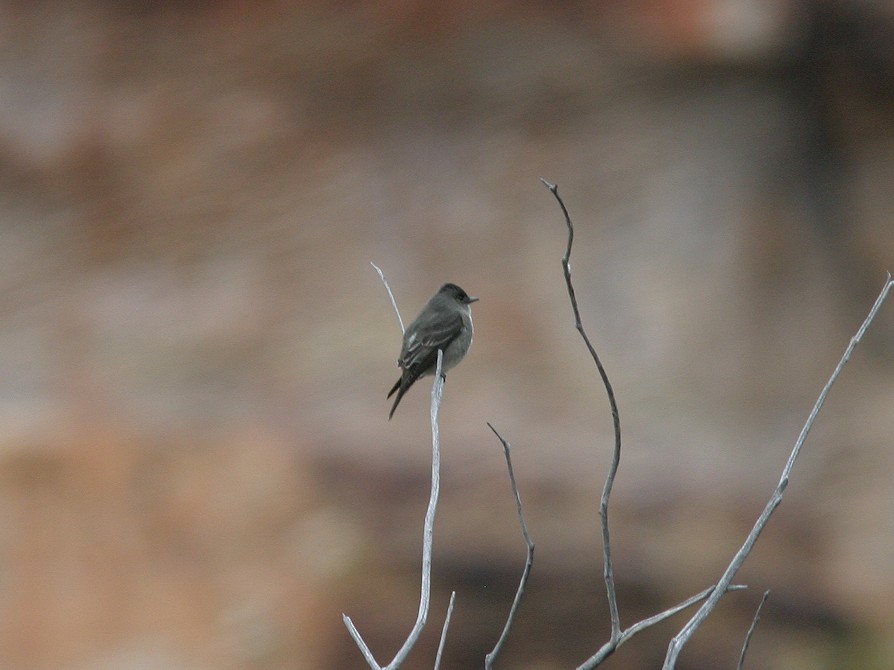 Olive-sided Flycatcher - ML611756431