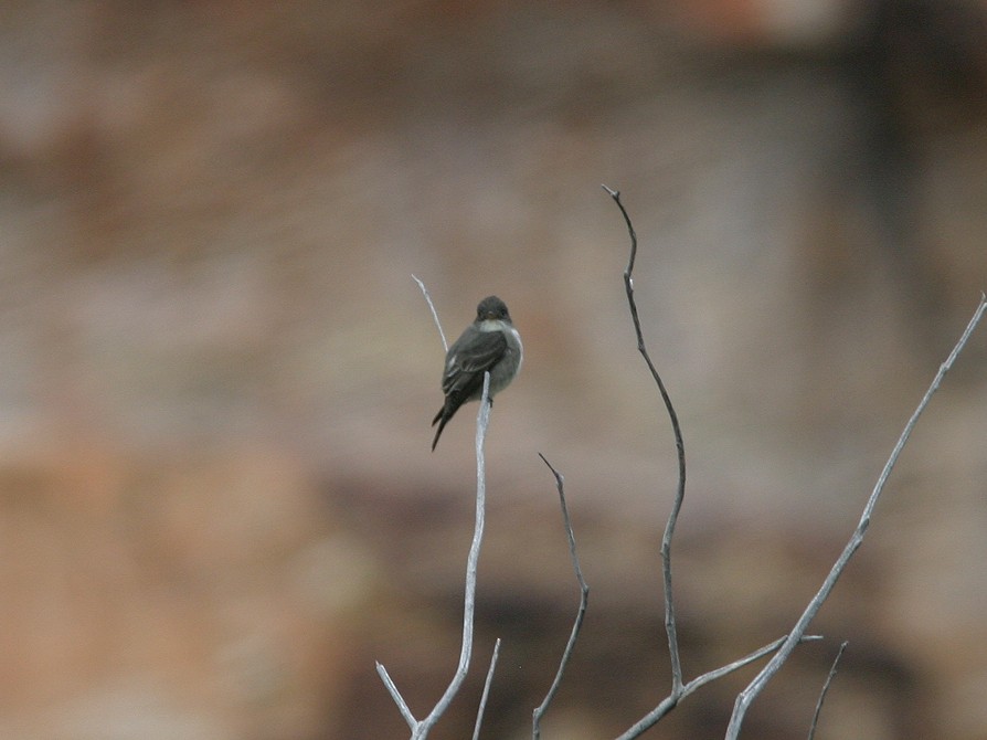 Olive-sided Flycatcher - ML611756433