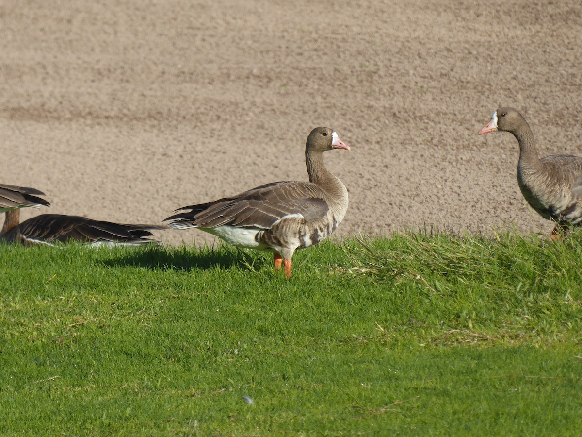 Greater White-fronted Goose - ML611756524
