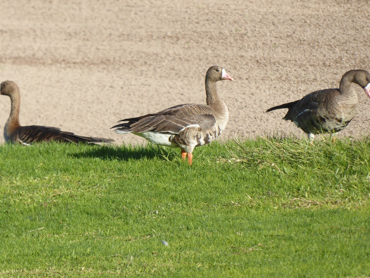 Greater White-fronted Goose - ML611756526