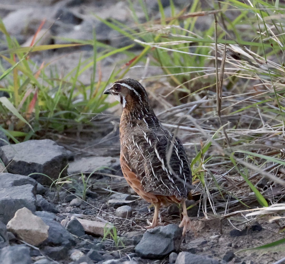 Harlequin Quail - ML611756533