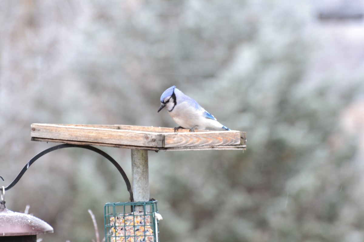 Blue Jay - ML611756534