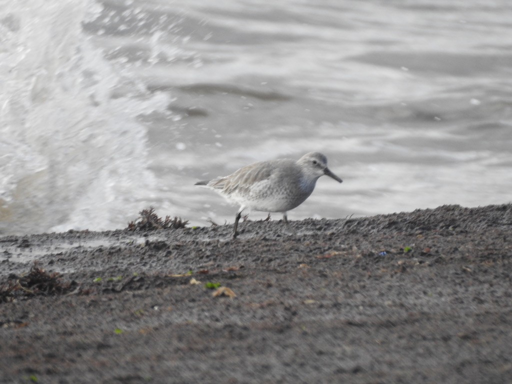 Red Knot - ML611756696