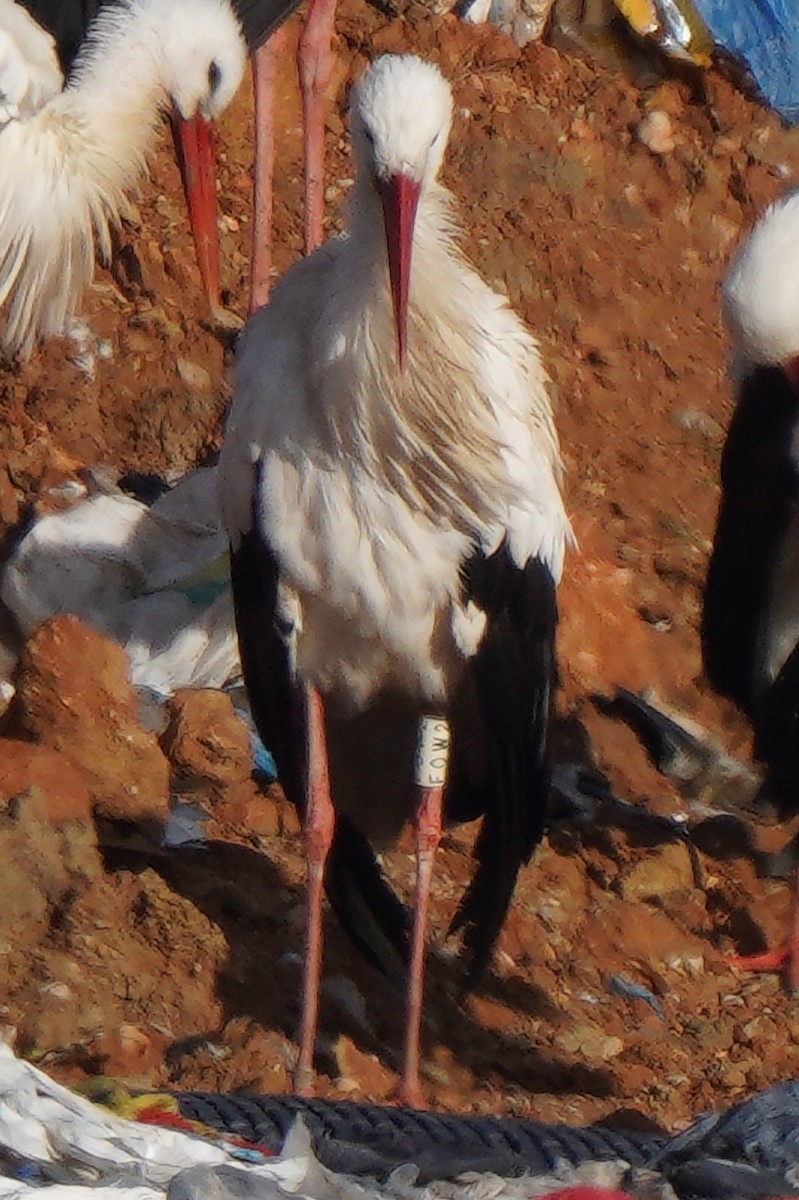 White Stork - ML611756814