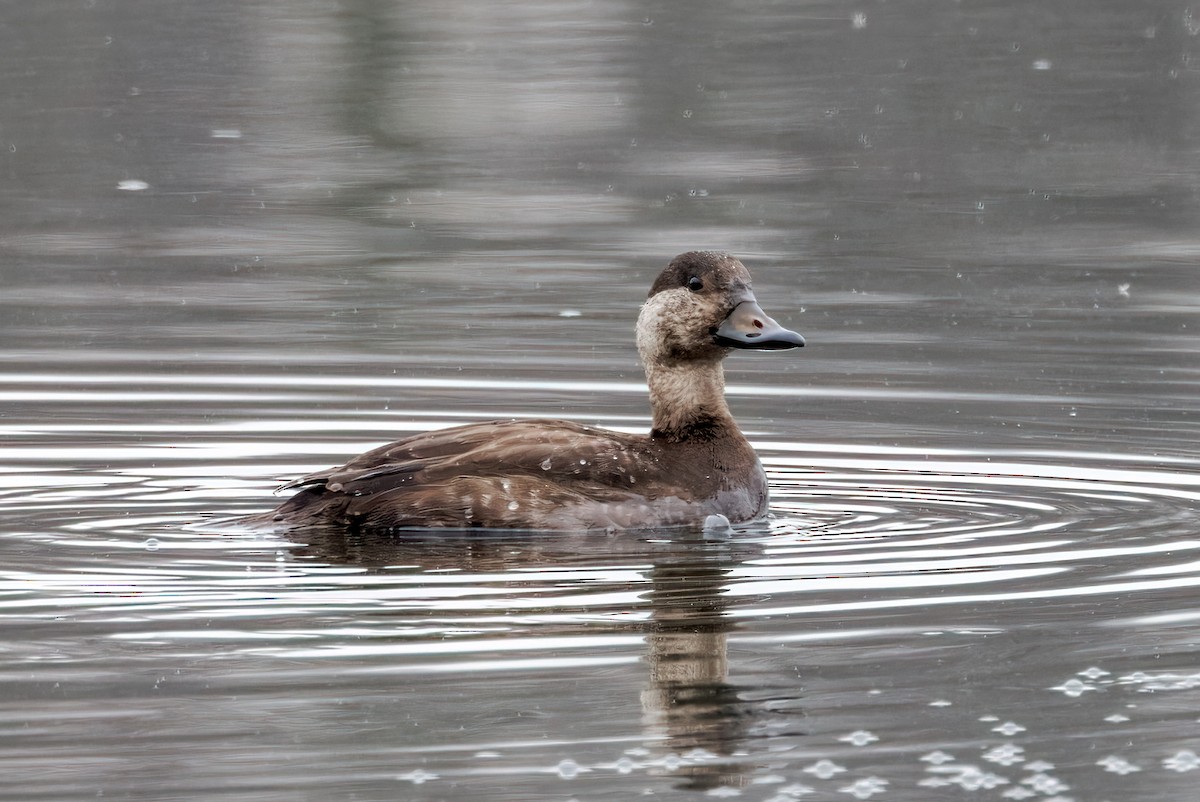 Black Scoter - ML611756815