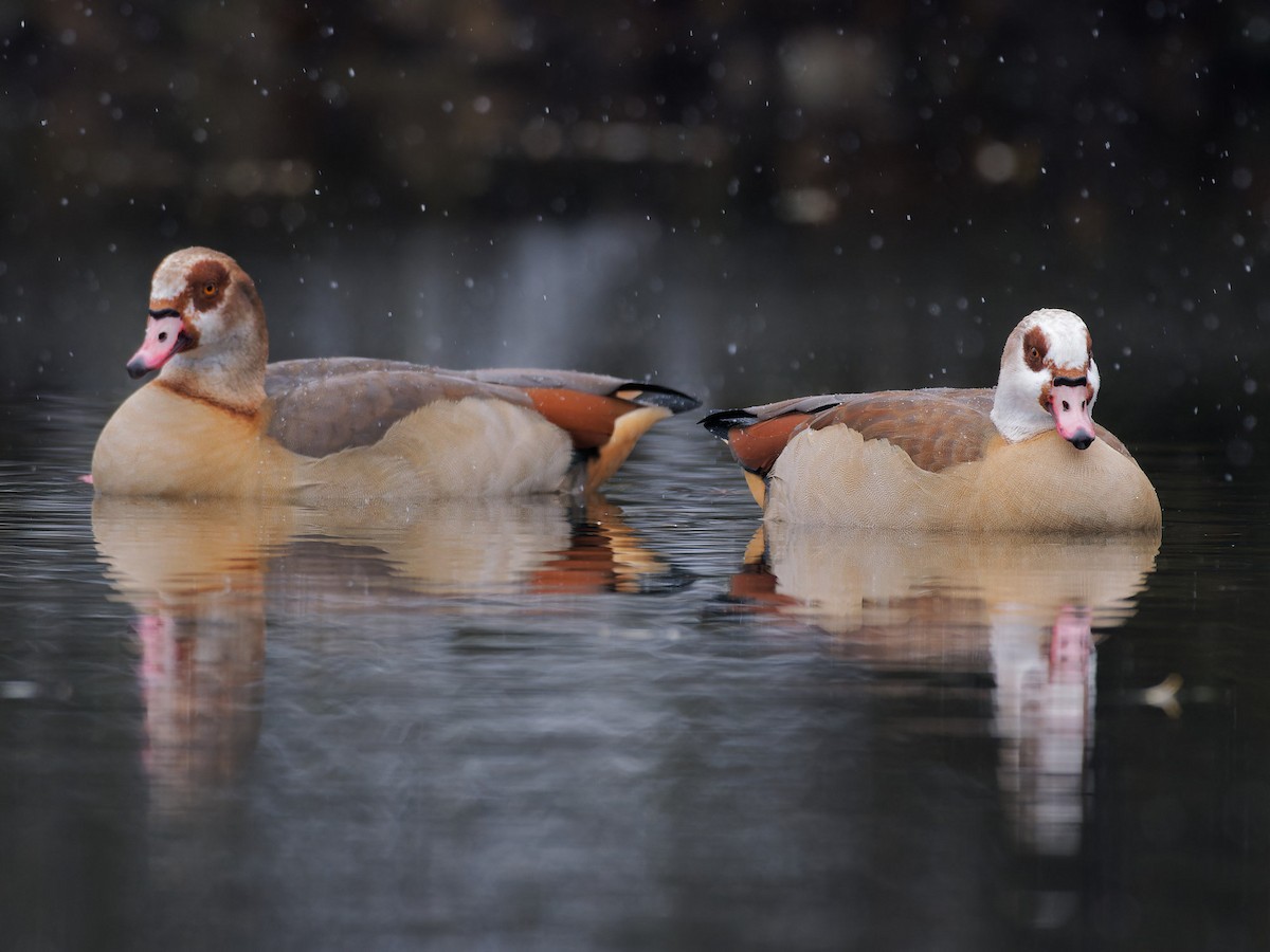 Egyptian Goose - Sebastian Stumpf